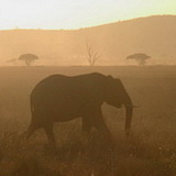 Serengeti - Sunset